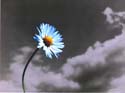 Nour_selection