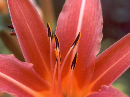 Hemerocallis