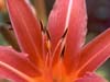 Hemerocallis