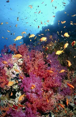 red sea diving