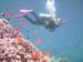 had-to-have-a-dive-shot