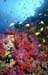 red sea diving